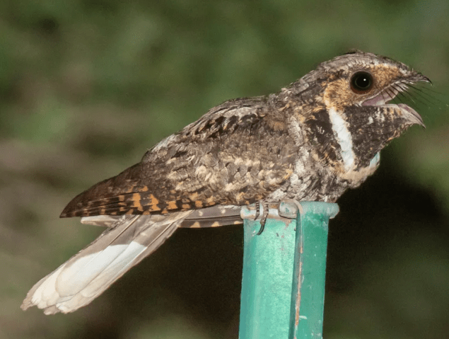 The Whippoorwill