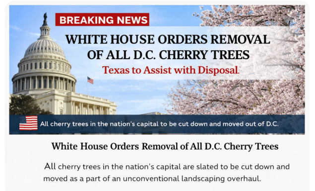 D.C. Cherry Trees to be cut down