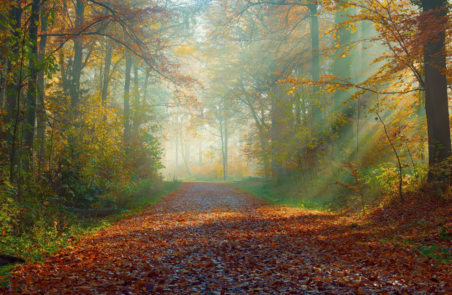 autumn sunlight in foggy german forest path